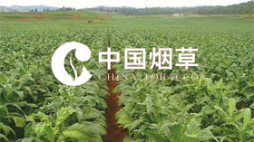 《團(tuán)體標(biāo)準(zhǔn)在煙農(nóng)專業(yè)合作社的建立與實施》煙草項目成果榮獲省級2019年度科學(xué)技術(shù)進(jìn)步獎二等獎